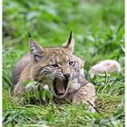 Europäischer Luchs (2)