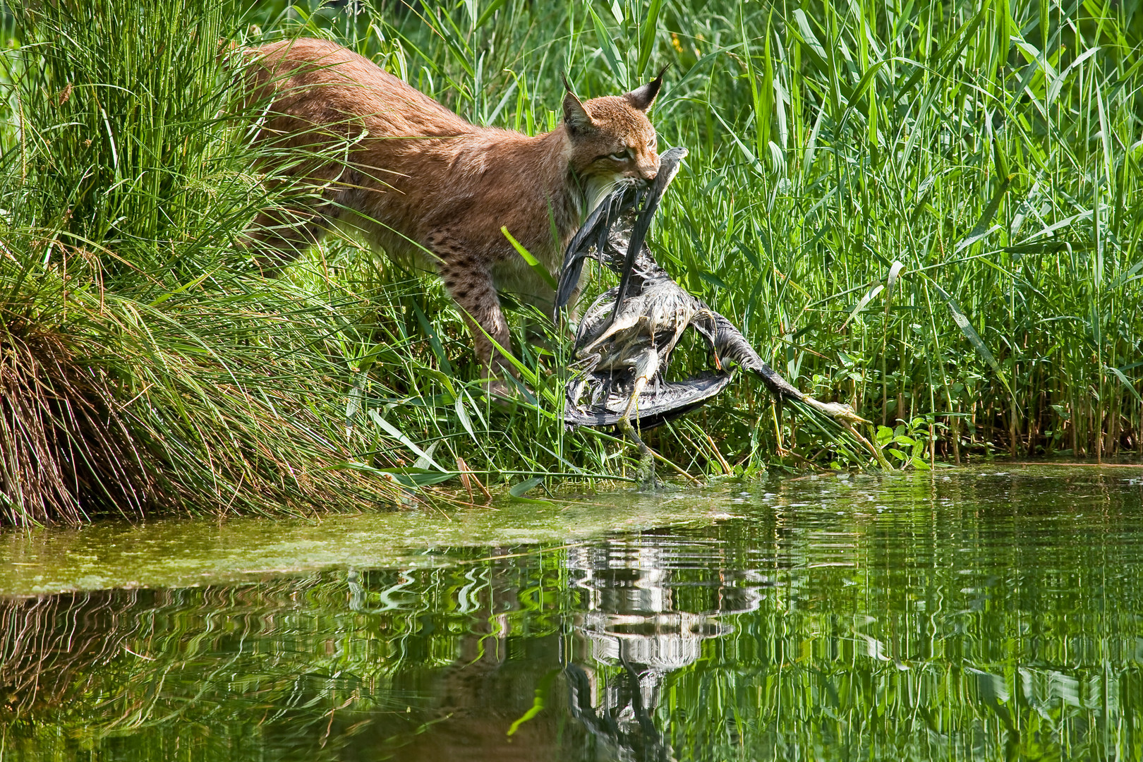 Europäischer Luchs 3