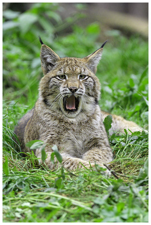 Europäischer Luchs (3)