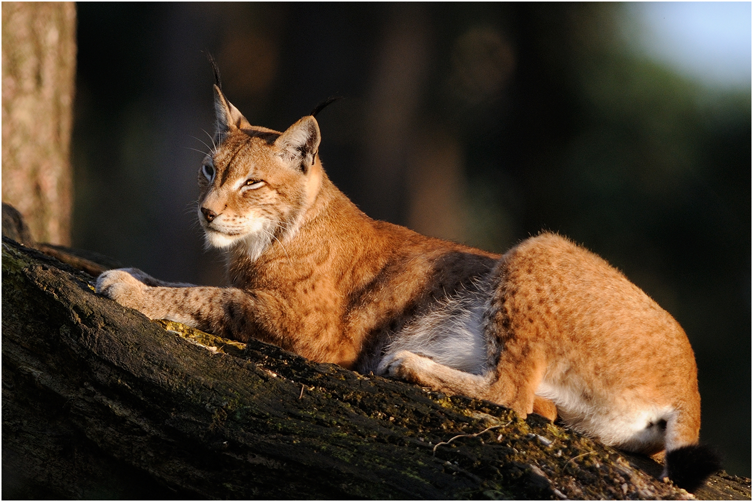 Europäischer Luchs