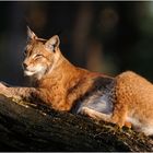 Europäischer Luchs