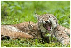 Europäischer Luchs (4)