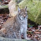 Europäischer Luchs