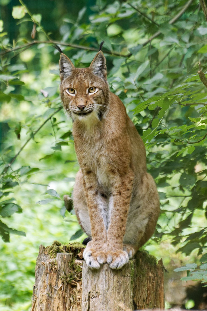 Europäischer Luchs