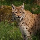 Europäischer Luchs