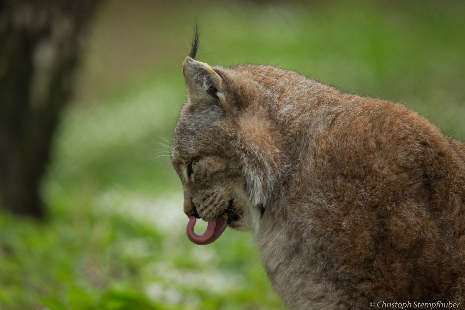 Europäischer Luchs