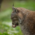 Europäischer Luchs