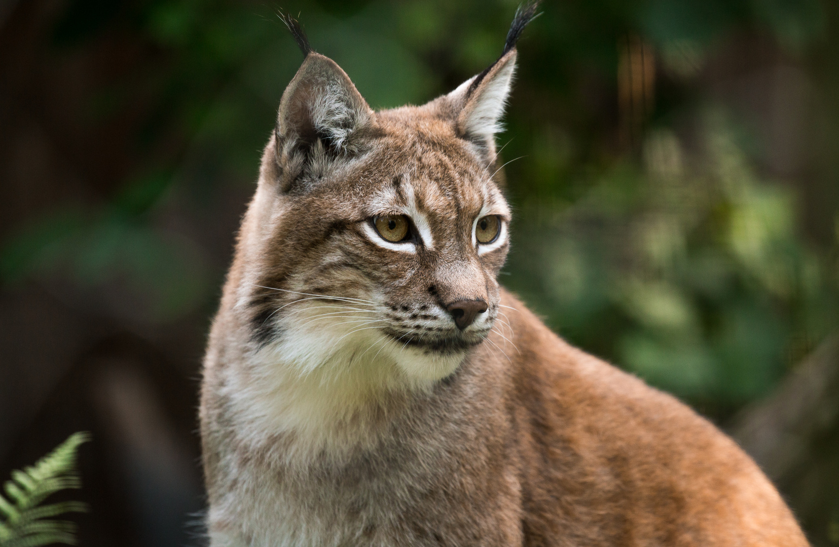 Europäischer Luchs