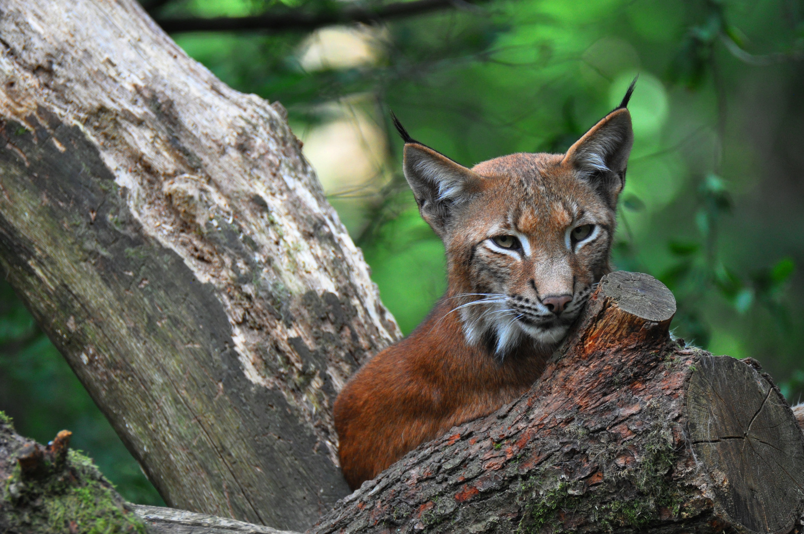 europäischer Luchs.....