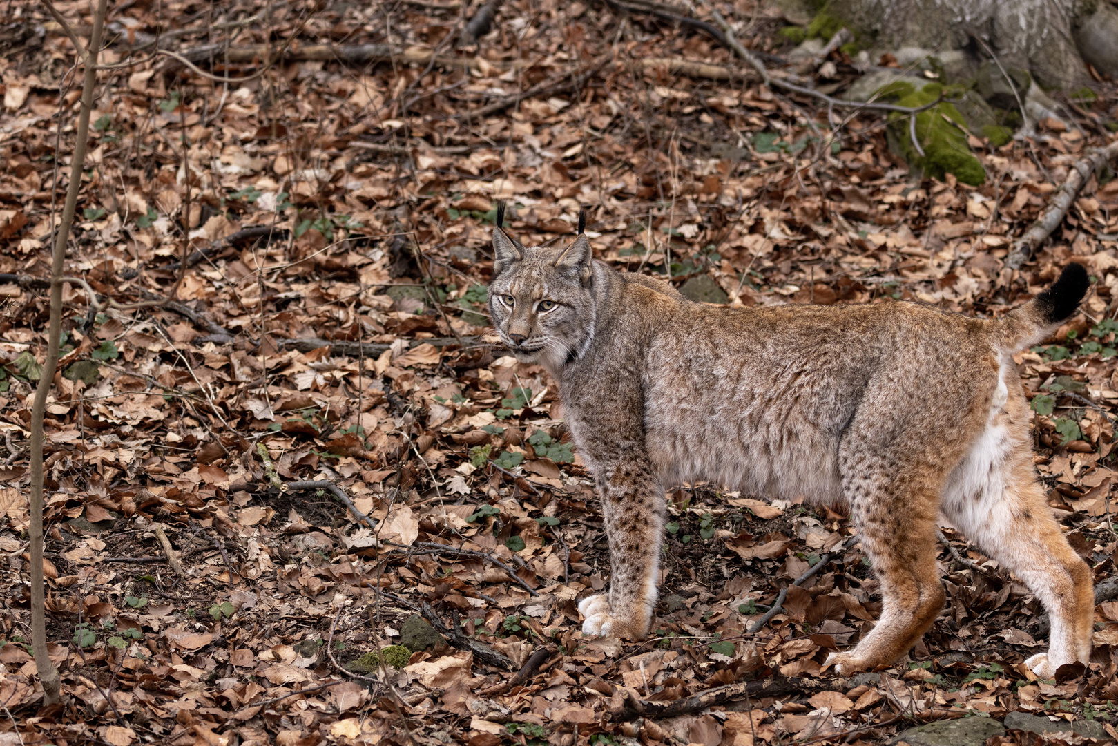 Europäischer Luchs