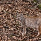 Europäischer Luchs