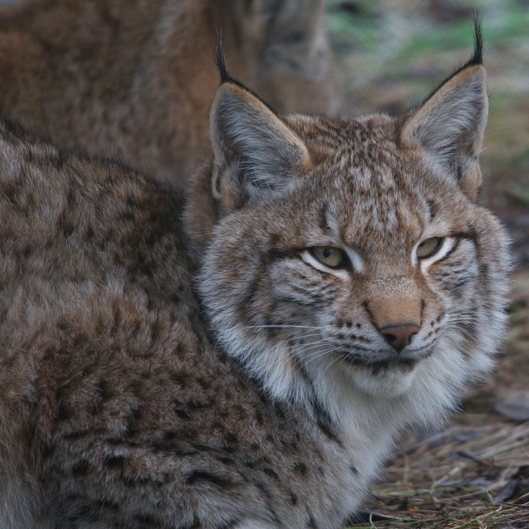 europäischer luchs