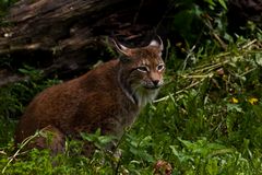 Europäischer Luchs