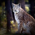 Europäischer Luchs