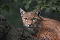 europäischer Luchs