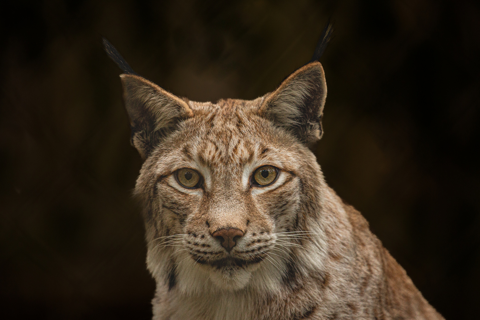 Europäischer Luchs 