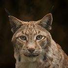 Europäischer Luchs 