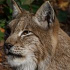 Europäischer Luchs