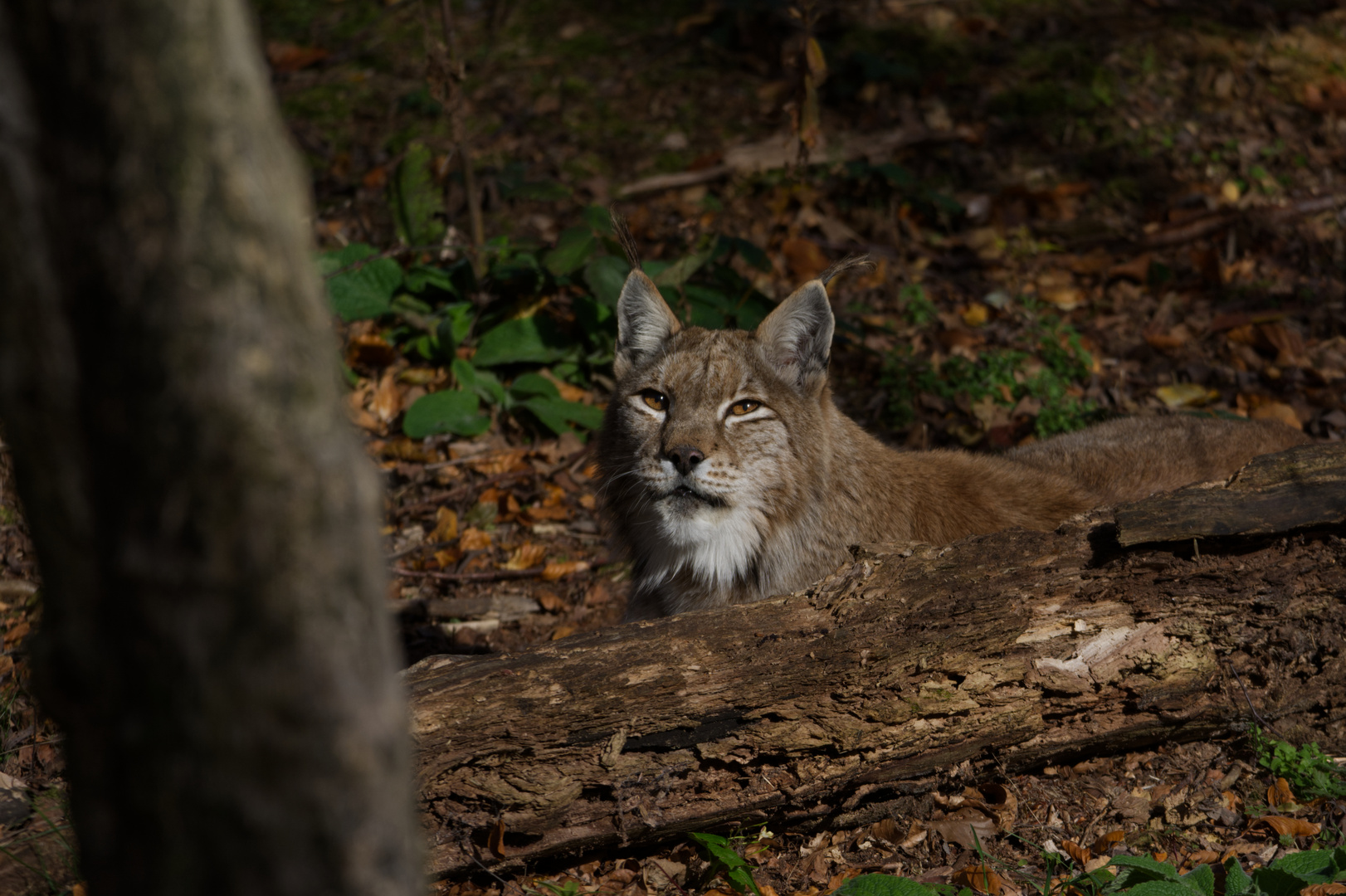 Europäischer Luchs