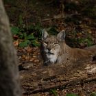 Europäischer Luchs