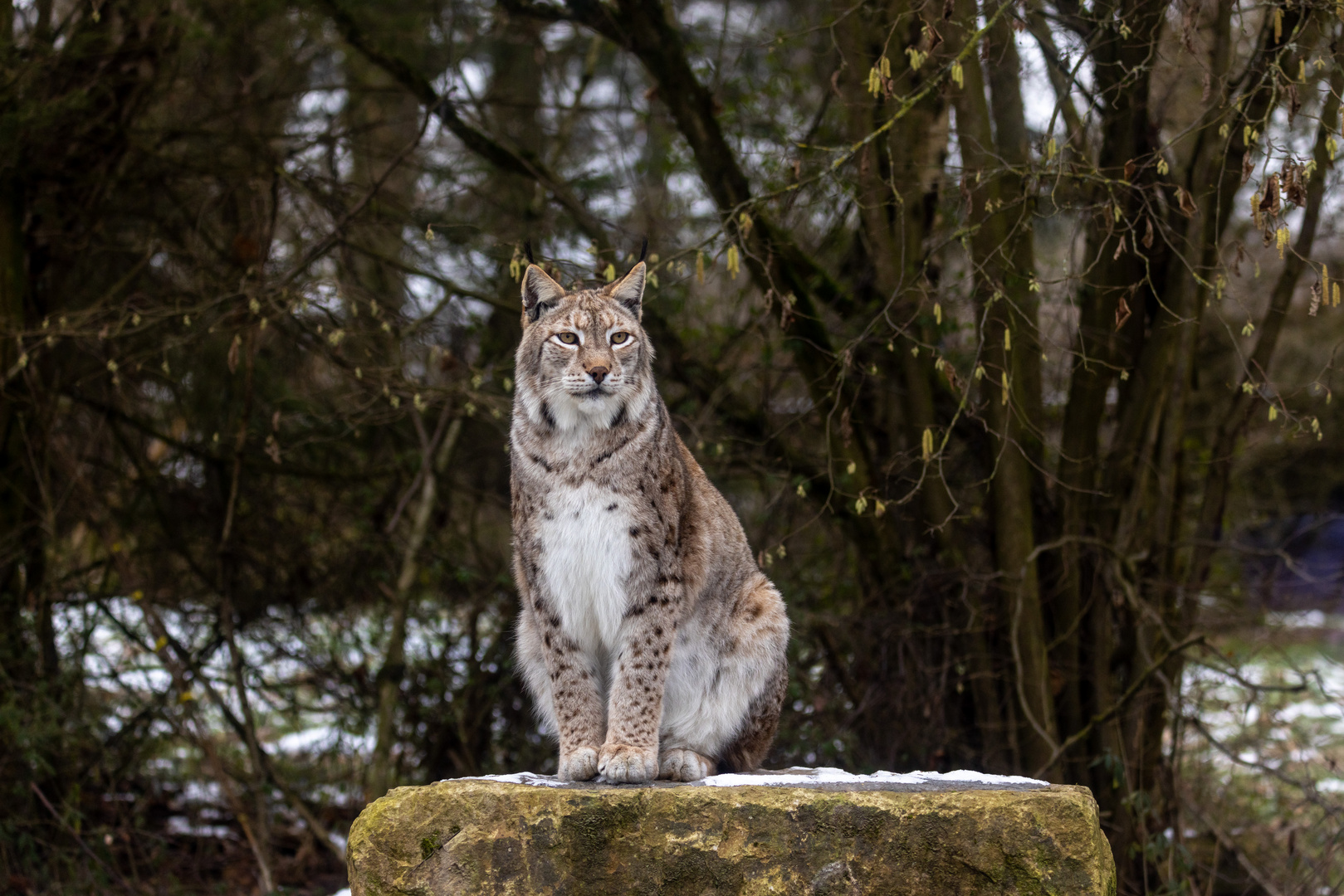 Europäischer Luchs