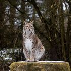 Europäischer Luchs