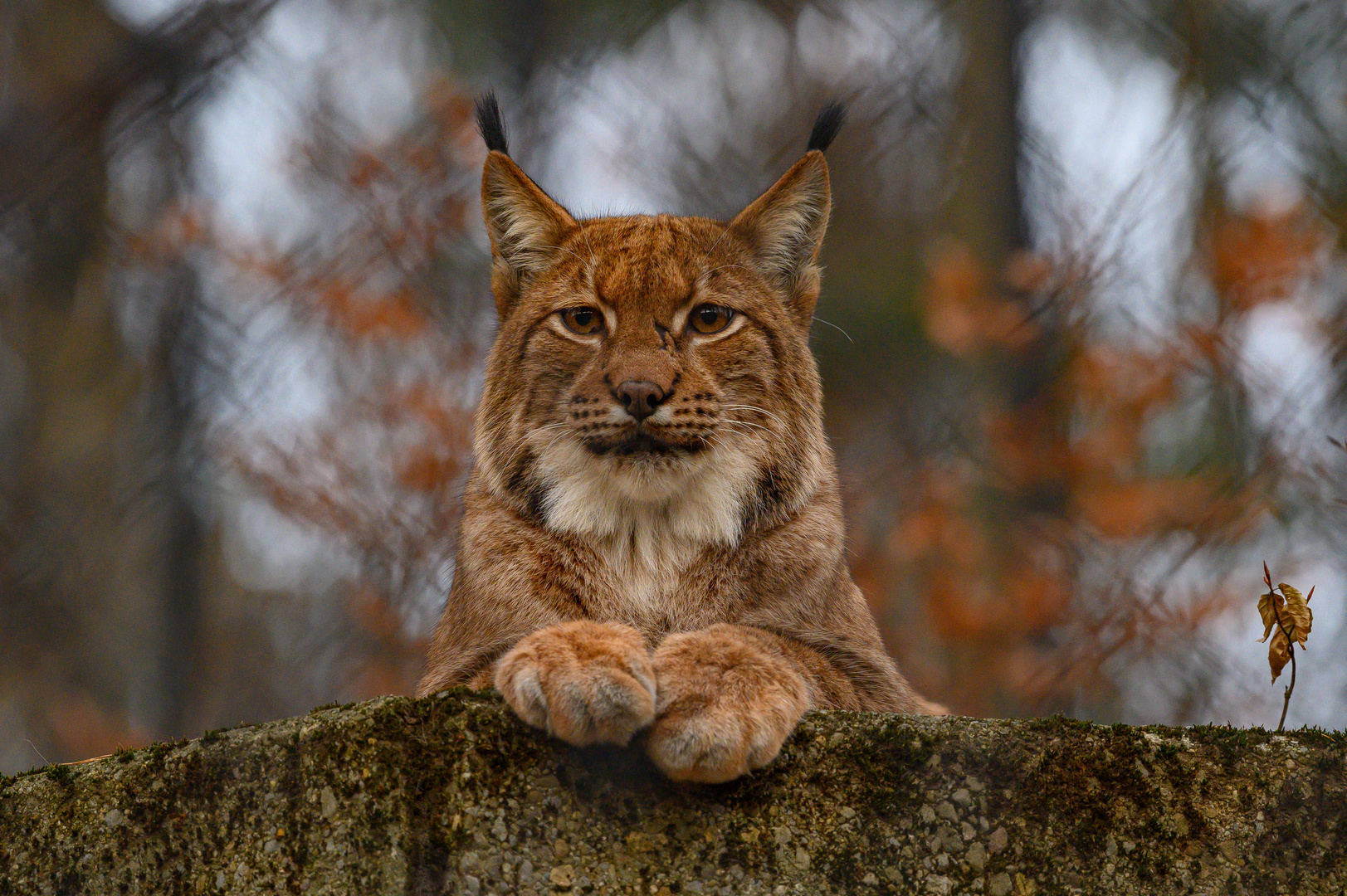 europäischer Luchs