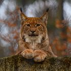 europäischer Luchs