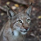 Europäischer Luchs