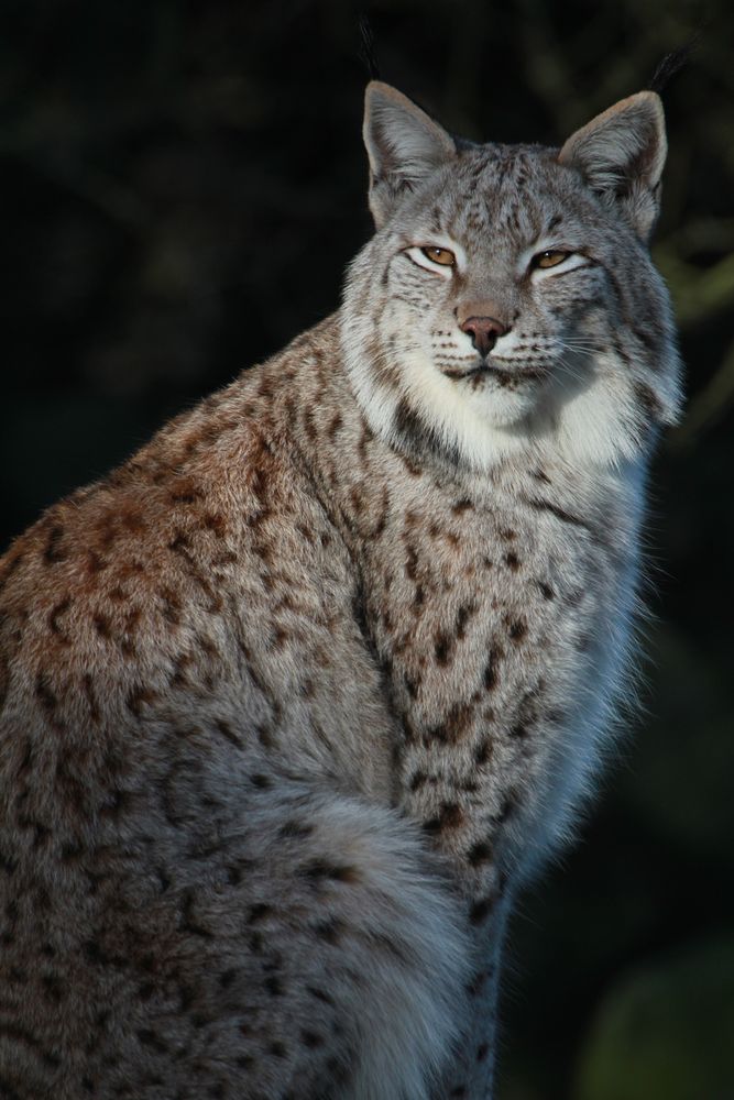 Europäischer Luchs