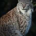 Europäischer Luchs