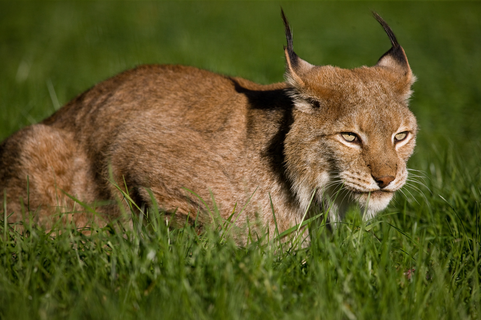 Europäischer Luchs