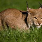 Europäischer Luchs