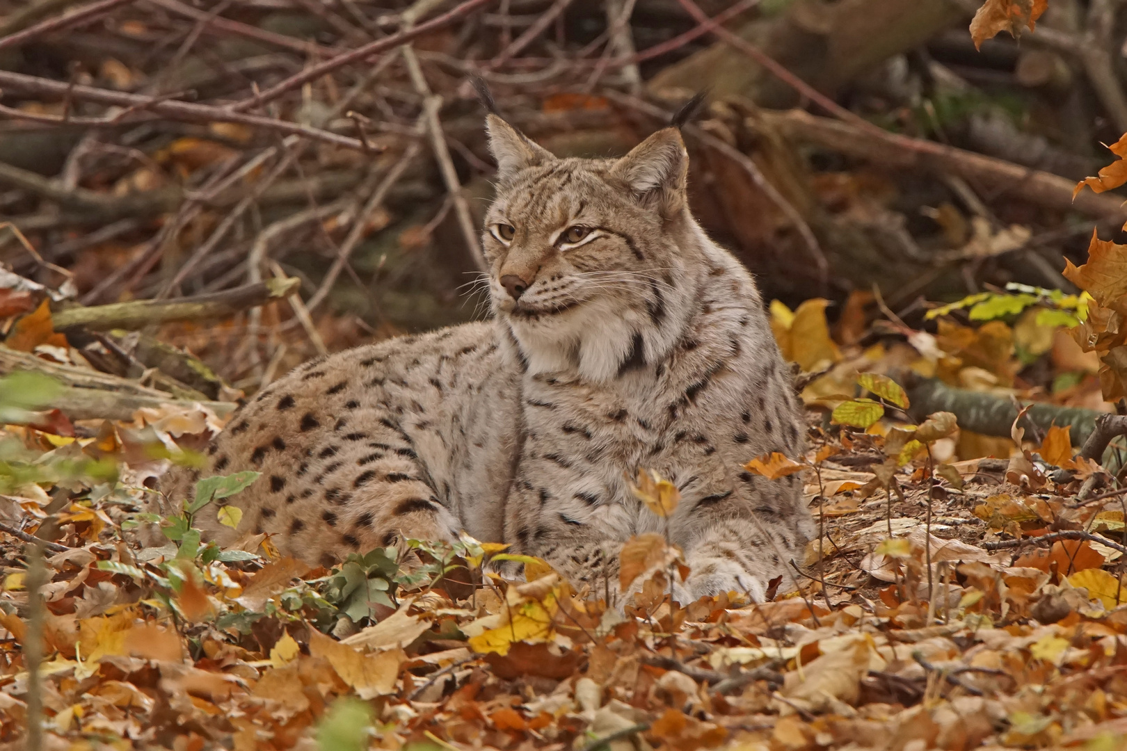 Europäischer Luchs (Felis lynx)