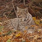 Europäischer Luchs (Felis lynx)