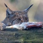 Europäischer Luchs im Tierpark Goldau