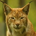 Europäischer Luchs im Wildfreigehege Hellenthal (EIfel, NRW)