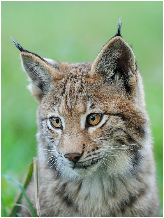 Europäischer Luchs (Jungtier)