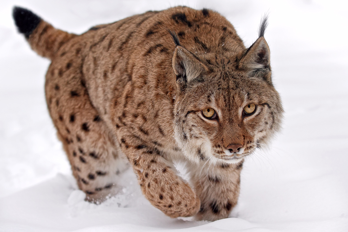 Europäischer Luchs (Lynx lynx)