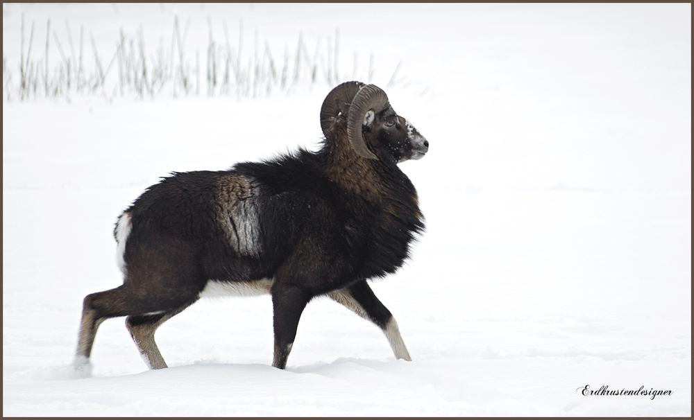 Europäischer Mufflon im Schnee