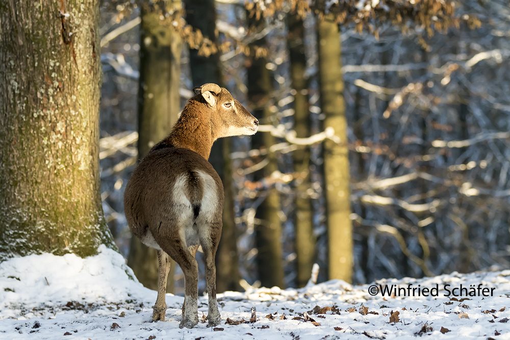 Europäischer Mufflon (Ovis orientalis musimon) 8138