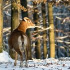 Europäischer Mufflon (Ovis orientalis musimon) 8138