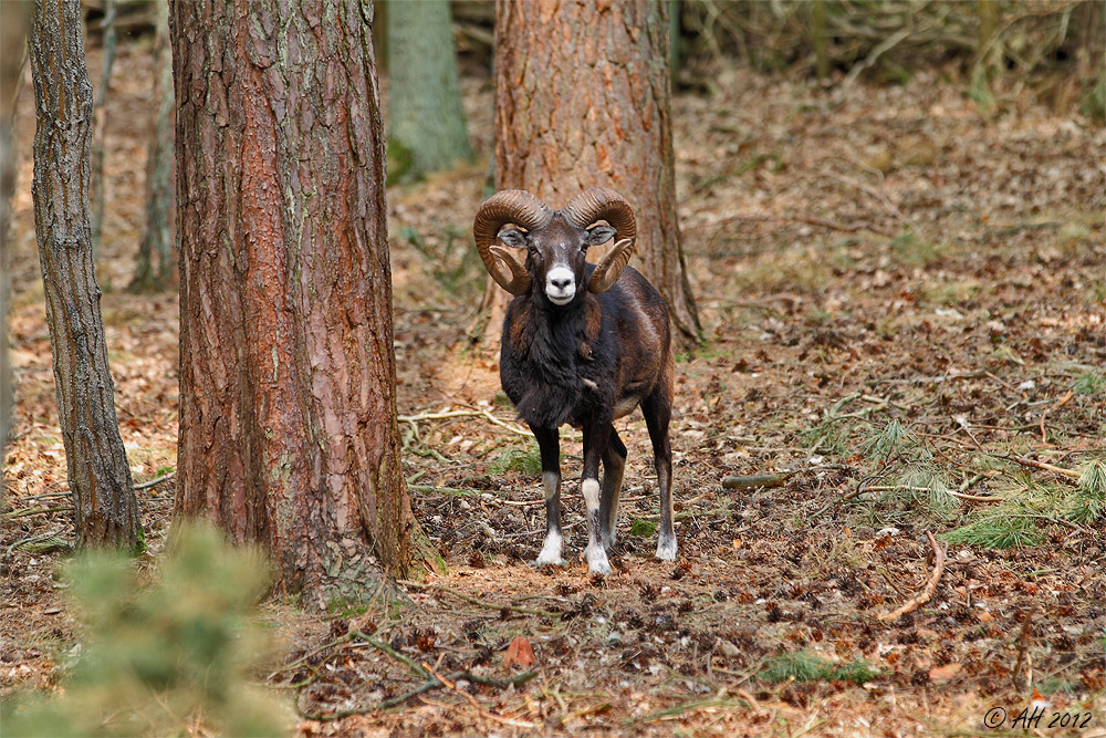 Europäischer Mufflon (Ovis orientalis musimon)