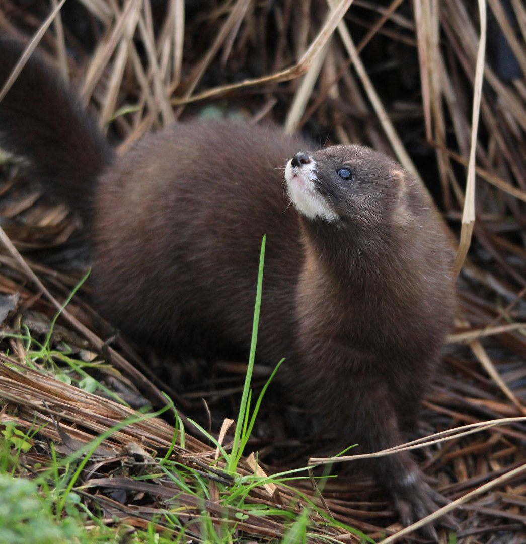 Europäischer Nerz Biotopwildpark Anholter Schweiz