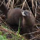 Europäischer Nerz Biotopwildpark Anholter Schweiz