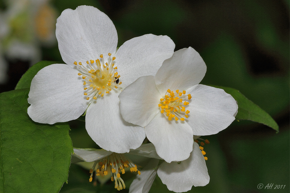 Europäischer Pfeifenstrauch (Philadelphus coronarius)