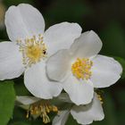 Europäischer Pfeifenstrauch (Philadelphus coronarius)