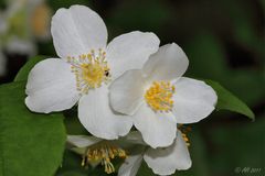 Europäischer Pfeifenstrauch (Philadelphus coronarius)