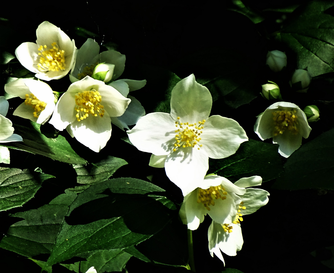 Europäischer Pfeifenstrauch (Philadelphus coronarius)