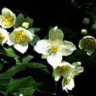 Europäischer Pfeifenstrauch (Philadelphus coronarius)